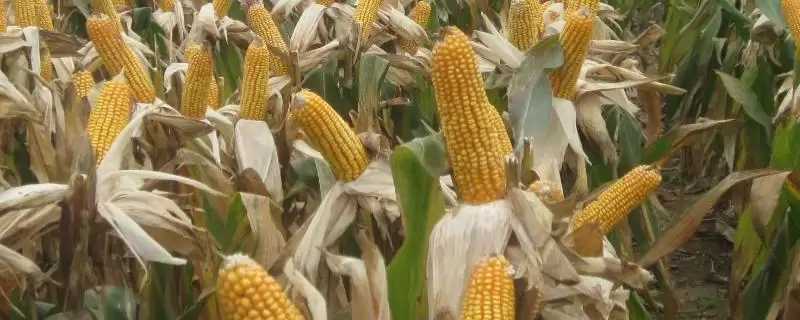 BF2503玉米种子基肥每亩施家肥1500千克要点-会东网