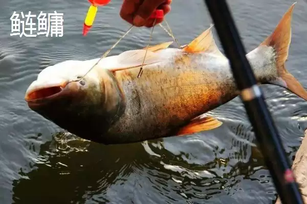 图片[9]-3-4月份为什么不钓鱼(3-4月份不适合钓鱼的具体原因是什么呢)-会东网