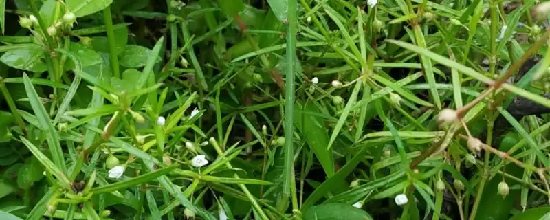 白花蛇舌草种植要点(白花蛇舌草种植需掌握哪些要点及其生长环境需求)-会东网