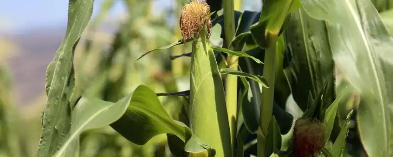 安育187玉米品种特性，播期与种植形式要点-会东网