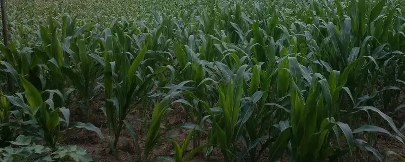 凤育88玉米种子介绍(凤育88种子优势、种植、市场前景)-会东网