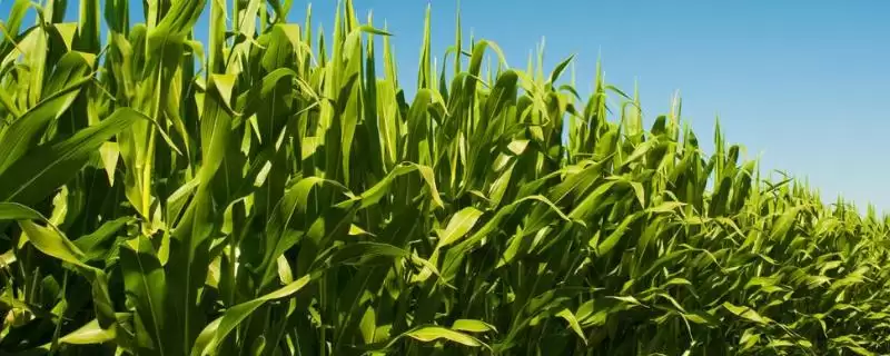 迪化188玉米品种特性(迪化188玉米品种特性是什么)-会东网