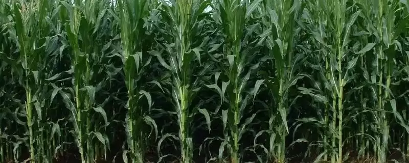 登海F1731玉米种子特点(登海F1731玉米种子有哪些特点)-会东网
