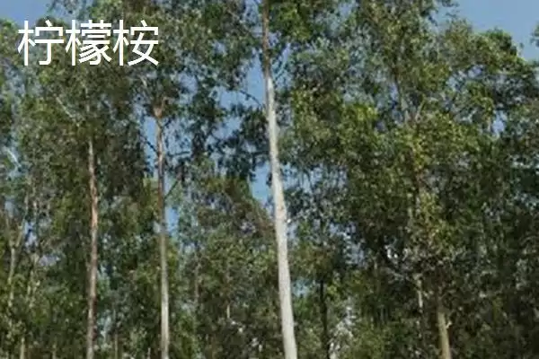 图片[10]-桉树植物揭秘，是常见经济树种的特性-会东网