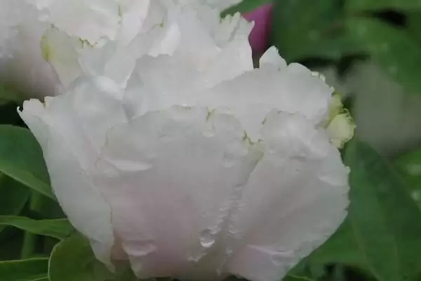 图片[3]-白牡丹掉叶子处理方法(白牡丹掉叶子该如何处理及背后的原因分析)-会东网