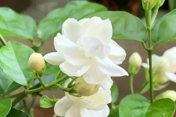 图片[6]-白色花卉养护要点(白色花卉在养护过程中需要注意哪些关键要点)-会东网