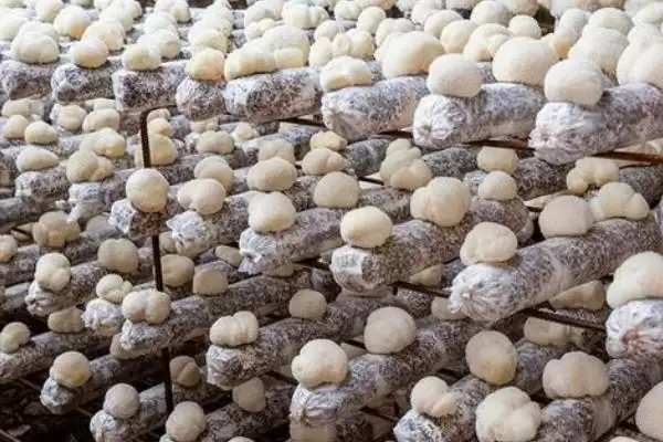 图片[8]-2023年种山药利润(2023年种山药利润可观的原因和种植要点有哪些)-会东网