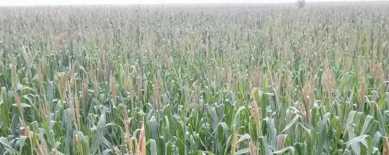 YD807玉米种子特征特性，适宜播种期6月上旬至中旬原因-会东网