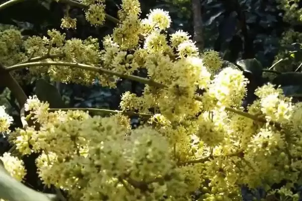 图片[8]-广东蜜源植物(广东有哪些常见蜜源植物及其花期呢)-会东网