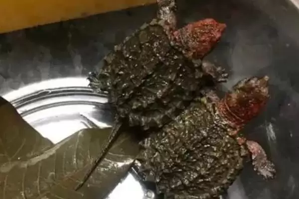 图片[2]-3cm小鳄龟饲养难度小原因(3cm小鳄龟饲养难度小的原因及饲养要点)-会东网