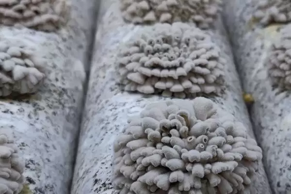 图片[4]-白参菌春秋栽培要点(白参菌春秋栽培要点及其在生长过程中的管理要点)-会东网