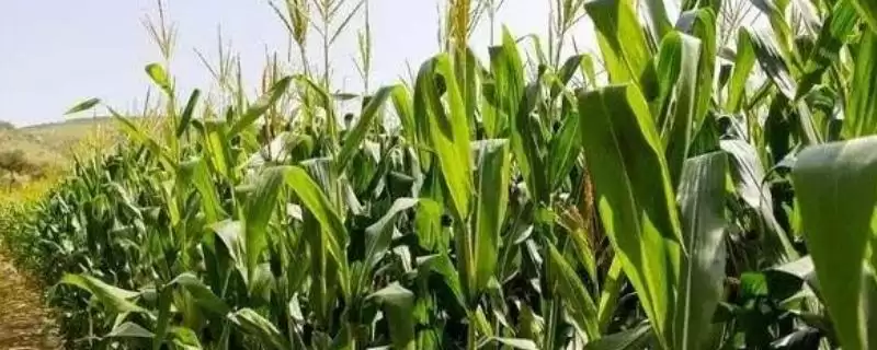 密度4500株/亩左右的LV5588玉米种子,有何独特之处?-会东网