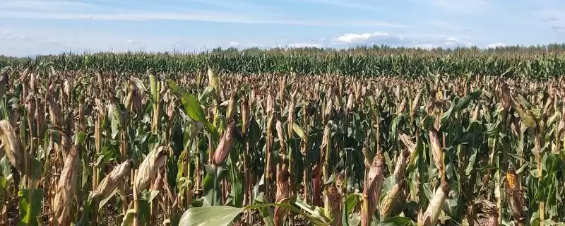 F98玉米品种4-5月上旬适宜播种期要点-会东网