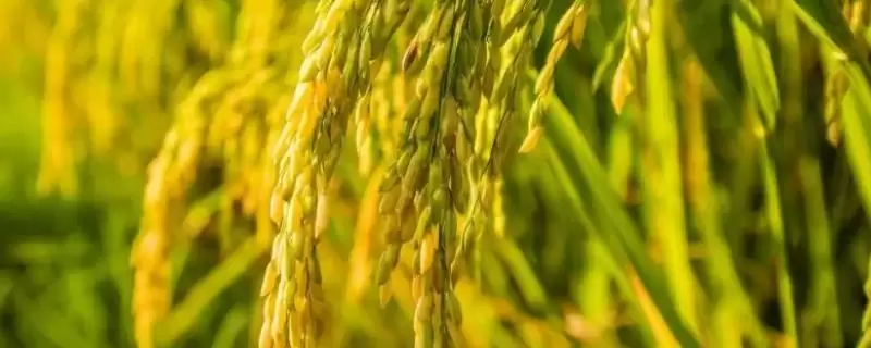 79优310水稻种子特征特性(79优310水稻种子特性及种植要点)-会东网