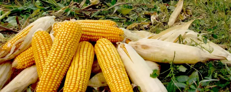 种植密度4500株/亩的KBS1703玉米种子,有何特别?-会东网