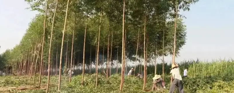 桉树施肥方法要点(桉树施肥方法与要点及其对桉树生长的影响)-会东网