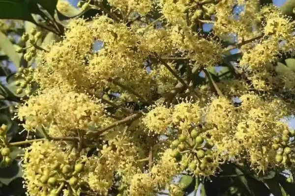 图片[7]-广东蜜源植物(广东有哪些常见蜜源植物及其花期呢)-会东网