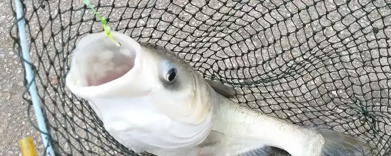 pe线被鱼察觉的原因(在垂钓过程中,pe线容易被鱼察觉的原因是什么)-会东网