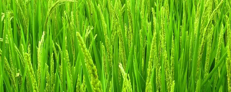 F两优6876水稻种子4-5月上旬播种的时间要点(F两优6876水稻种子4-5月上旬播种时间要点)-会东网