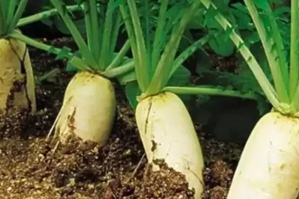 图片[6]-8月底种秋菠菜等蔬菜(8月底适合种植秋菠菜等蔬菜的原因及方法)-会东网