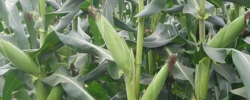 DG1909玉米品种适宜肥力中上等地块种植要点-会东网