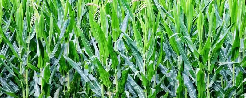 承950玉米品种的特性(承950玉米品种有怎样的特性呢)-会东网