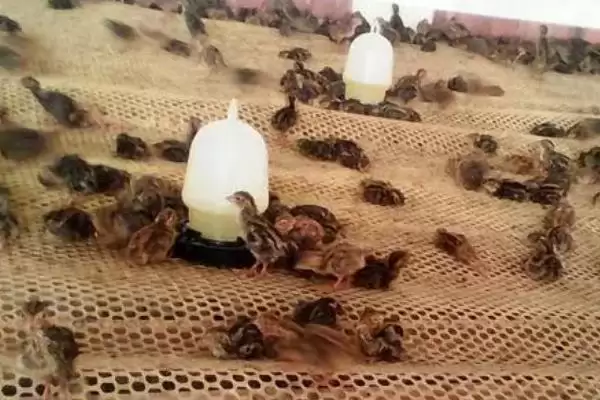 图片[2]-鹌鹑投喂青料过多问题(鹌鹑投喂青料过多会产生哪些问题及解决方法)-会东网
