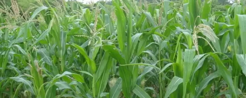 飞天339玉米种子简介(飞天339玉米种子情况怎样)-会东网