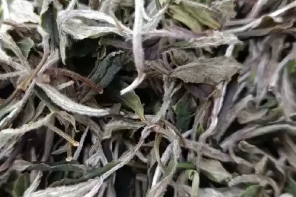 图片[3]-白茶产地特色(白茶不同产地特色及其在茶叶品质和风味上的差异)-会东网