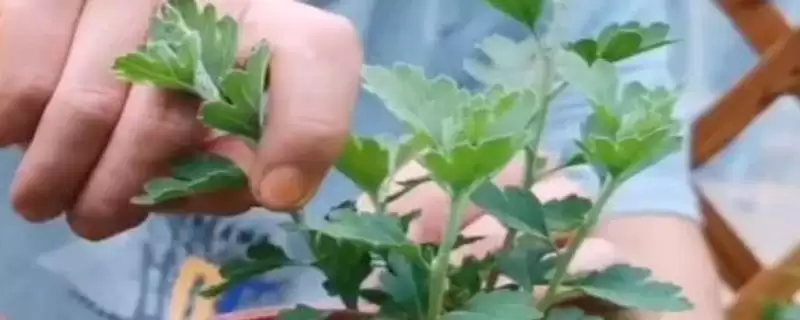 8月上旬对菊花打顶(8月上旬对菊花打顶的作用和操作要点是什么)-会东网