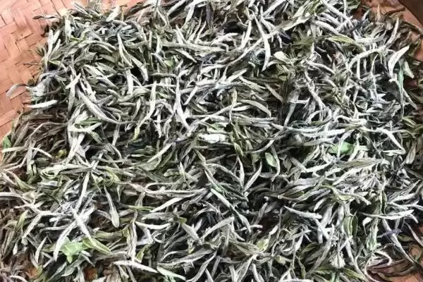 图片[2]-白茶产地特色(白茶不同产地特色及其在茶叶品质和风味上的差异)-会东网