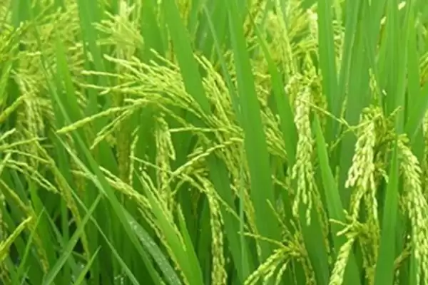 图片[4]-株型适中的II优908水稻种子(II优908水稻种子株型适中特性及优势)-会东网