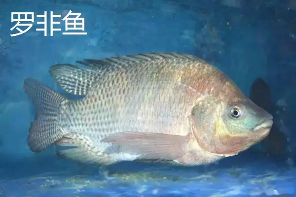 图片[4]-7号伊豆钩适合钓多大的鱼(7号伊豆钩在正常垂钓时适合钓多大的鱼呢)-会东网
