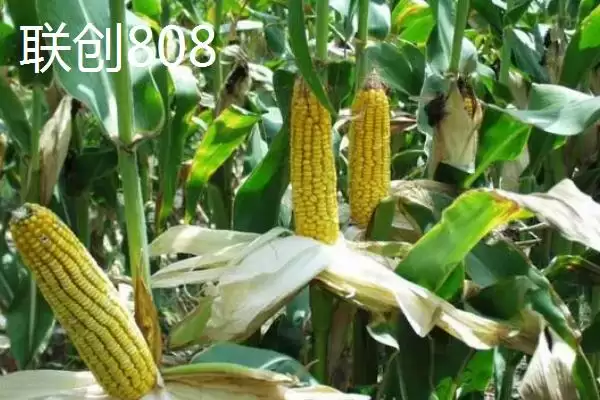 图片[4]-2021年国审新玉米介绍，美联5931脱颖而出-会东网