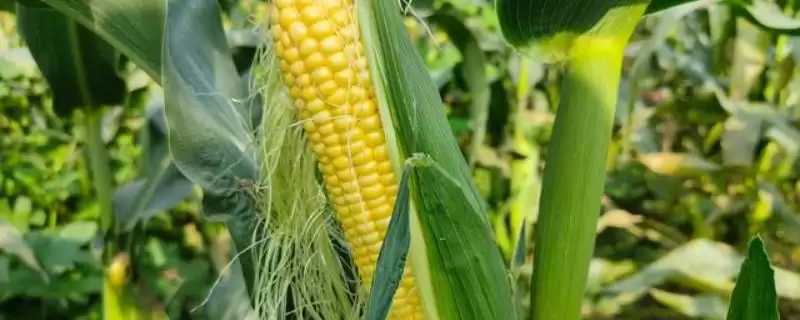 德玉10号玉米种子简介(德玉10号玉米种子情况如何)-会东网