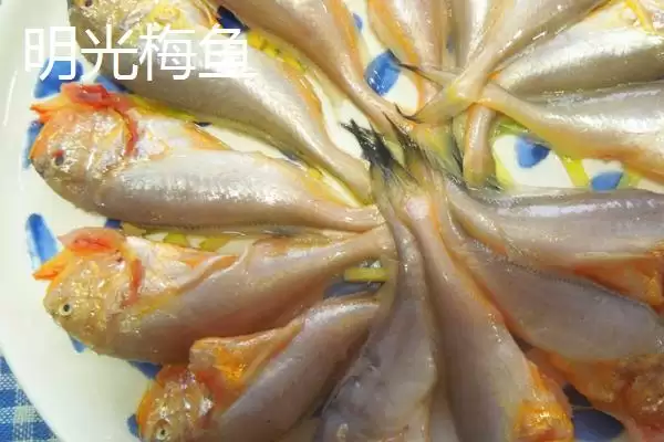 图片[4]-明光市特色特产有哪些 (明光市明光梅鱼列为席上佳肴的历史渊源)-会东网
