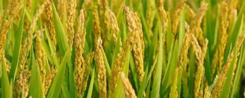 C两优1102水稻种子参照汕优63同期播种要点(C两优1102水稻种子参照汕优63播种要点)-会东网