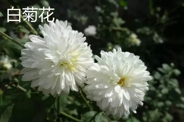 图片[3]-白菊花文化内涵(白菊花在文化层面有着怎样的内涵和象征意义解读)-会东网