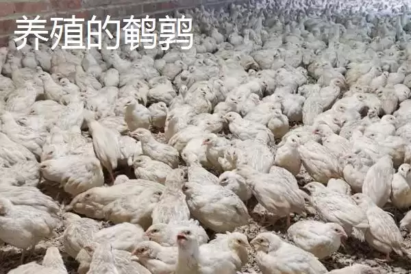 图片[5]-鹌鹑与鸽子对比(鹌鹑与鸽子科属等对比及其在用途和养殖上的区别)-会东网