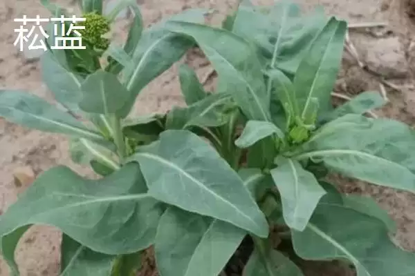 图片[5]-白菜同类蔬菜(白菜同类蔬菜及其在种植和食用上的特点和区别)-会东网