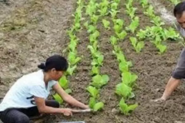 图片[4]-白菜真叶时移栽技巧(白菜4、5片真叶时移栽技巧及其对白菜生长的影响)-会东网