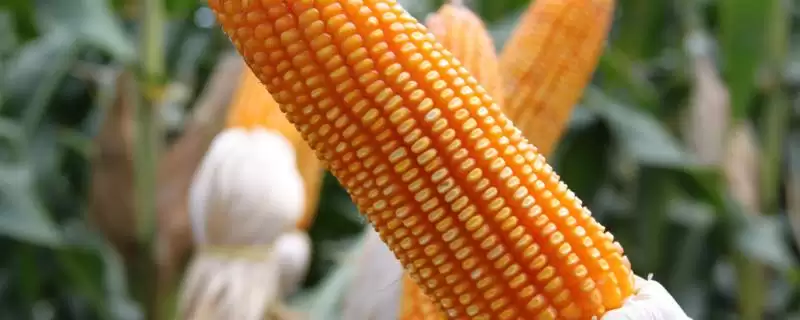 东润565玉米种子特点(东润565玉米种子有啥特点)-会东网