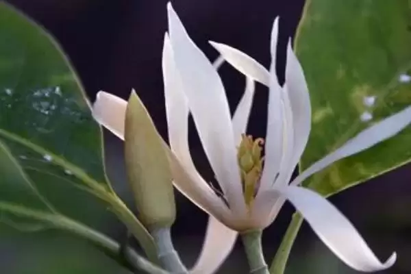 图片[3]-白兰花夏季养护的要点 (白兰花夏季防阳光直射还有什么养护重点)-会东网