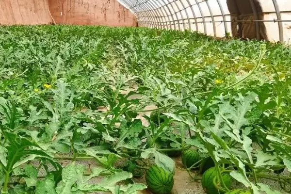图片[4]-大棚种植西瓜的丰产方式(大棚种植西瓜怎样实现丰产呢)-会东网