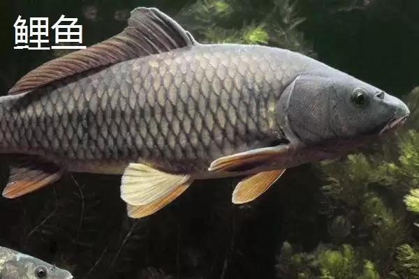 图片[4]-2号子线配5-6号伊势尼钩为佳的原因(2号子线配5-6号伊势尼钩为佳的原因有哪些)-会东网