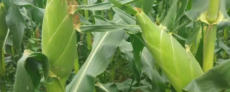 188T玉米种子特征特性，平均生育期107天-会东网