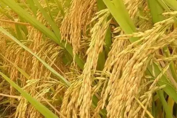 图片[3]-9两优39水稻种子简介(9两优39水稻种子特性及种植要点)-会东网