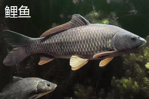 图片[5]-2号溪流钩与3号袖钩拉力值对比(2号溪流钩和3号袖钩的拉力值对比情况如何)-会东网