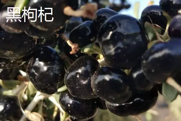 图片[4]-白刺果品种特点(白刺果品种特点及其在食用和药用价值上的优势)-会东网