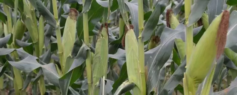 G9923K玉米种适宜肥力中上等地块种植要点-会东网